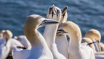 九游jiuyou-复健神技能：快准稳助球员快速恢复，复健运动怎么做