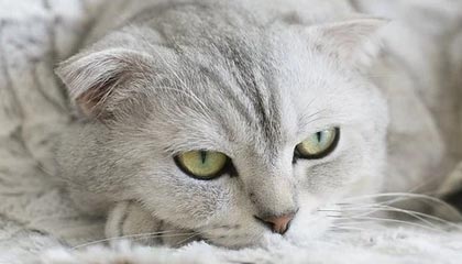 九游jiuyou-复健神技能：快准稳助球员快速恢复，复健运动怎么做